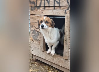 Ginger (Rüde) sucht Dich