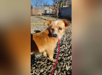 Drops sucht sein Glück