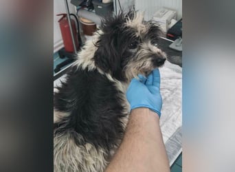 Murphy aus Rumänien sucht seine Menschen