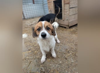 Ginger (Rüde) sucht Dich