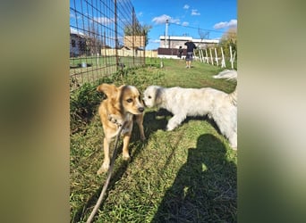 Drops sucht sein Glück