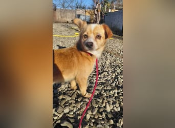 Drops sucht sein Glück