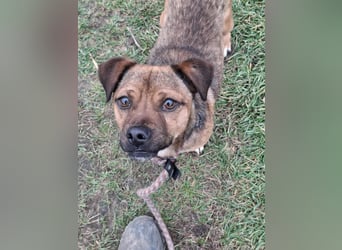 Smarty sucht sein Glück