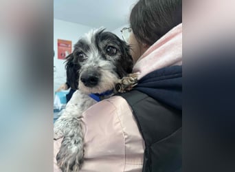 Murphy aus Rumänien sucht seine Menschen