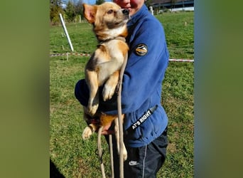 Drops sucht sein Glück