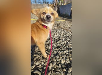 Drops sucht sein Glück