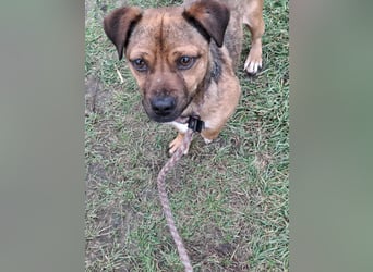 Smarty sucht sein Glück