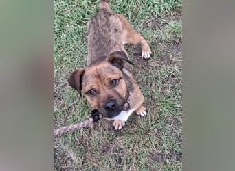 Smarty sucht sein Glück