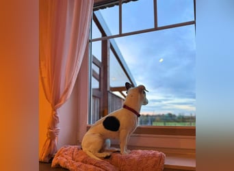 Tequila- eine Anfängerhündin