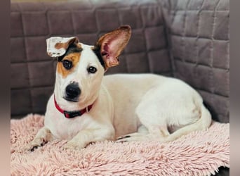 Tequila- eine Anfängerhündin