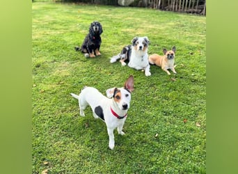 Tequila- eine Anfängerhündin