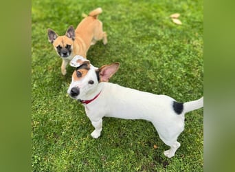 Tequila- eine Anfängerhündin