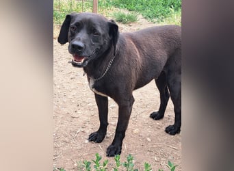 Indy ( * 07 / 2018) sucht ihre Menschen