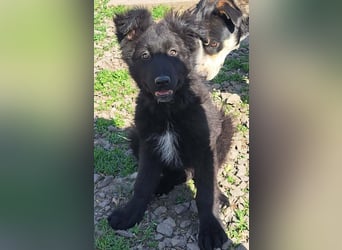 Kleiner Semir sucht seine Menschen