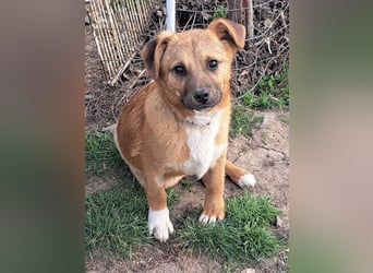 Kleiner Mango ( * 08/2025 ) sucht seine Familie