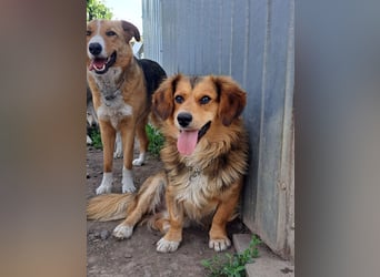 Kleiner Teddy (*07/2024 ) sucht seine Familie