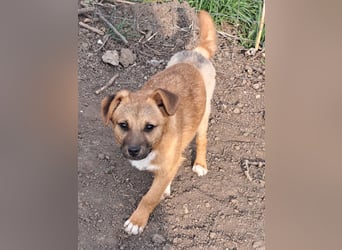 Kleiner Mango ( * 08/2025 ) sucht seine Familie