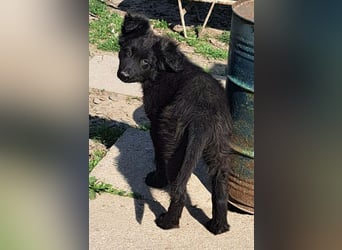 Kleiner Semir sucht seine Menschen