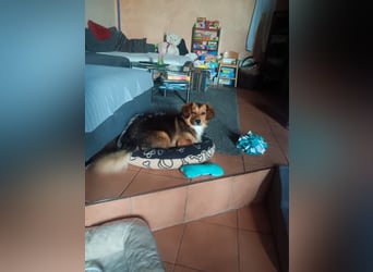 Kleiner Teddy ( * 07 / 2024 ) sucht dringend neues Zuhause