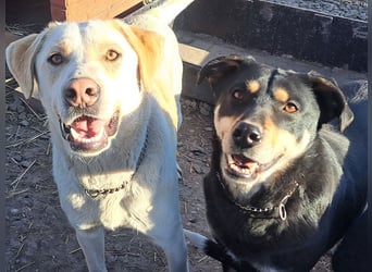 Süßer Latte ( * 12.2024 ) sucht seine Menschen