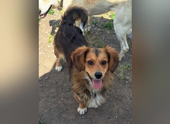 Kleiner Teddy (*07/2024 ) sucht seine Familie