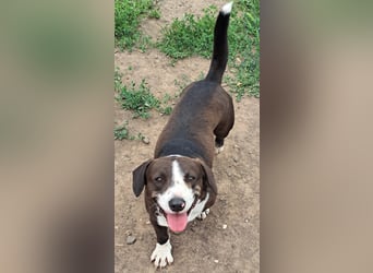 Mylo ( * 05/2024 ) sucht seine Menschen