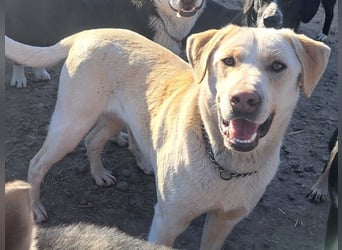 Süßer Latte ( * 12.2024 ) sucht seine Menschen