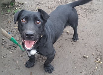 Kleiner Elvis ( * 04 / 2021 ) sucht seine Menschen