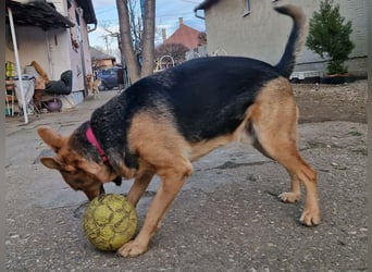 Kleiner Jesse ( * 06/2019 ) sucht seine Menschen