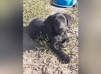 Kleiner Norman ( * 06/2026 ) sucht seine Familie