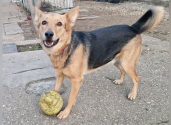 Kleiner Jesse ( * 06/2019 ) sucht seine Menschen