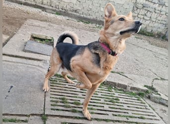 Kleiner Jesse ( * 06/2019 ) sucht seine Menschen