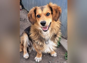Kleiner Teddy (*07/2024 ) sucht seine Familie