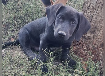 Kleiner Norman ( * 06/2026 ) sucht seine Familie