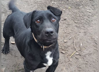 Kleiner Elvis ( * 04 / 2021 ) sucht seine Menschen