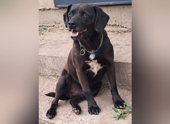 Indy ( * 07 / 2018) sucht ihre Menschen