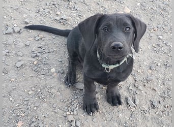 Kleiner Norman ( * 06/2026 ) sucht seine Familie