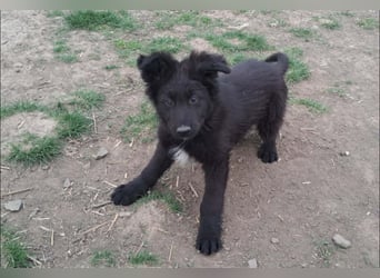 Kleiner Semir sucht seine Menschen