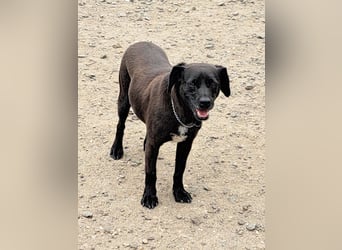 Indy ( * 07 / 2018) sucht ihre Menschen