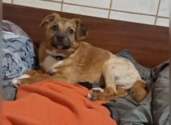 Kleiner Mango ( * 08/2025 ) sucht seine Familie