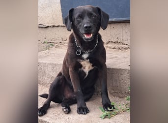 Indy ( * 07 / 2018) sucht ihre Menschen