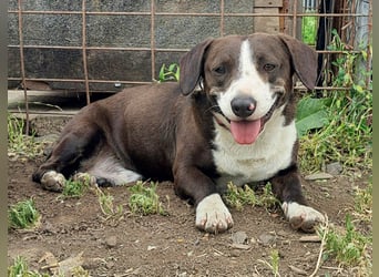 Mylo ( * 05/2024 ) sucht seine Menschen