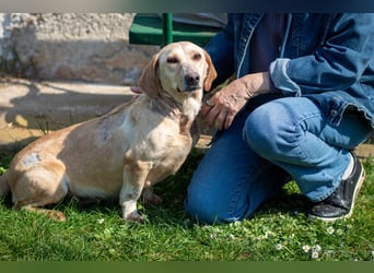 Freundliche J.J ( * 02 / 2023 ) sucht ihre Familie