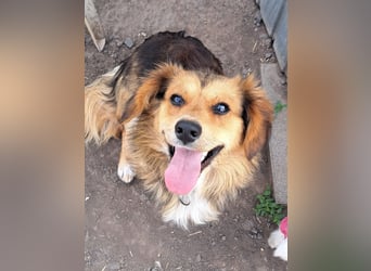 Kleiner Teddy (*07/2024 ) sucht seine Familie