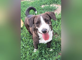 Mylo ( * 05/2024 ) sucht seine Menschen
