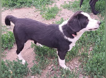 Kleine Polly ( * 11/2025 ) sucht ihre Menschen