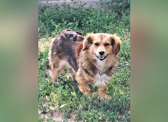 Kleiner Teddy (*07/2024 ) sucht seine Familie
