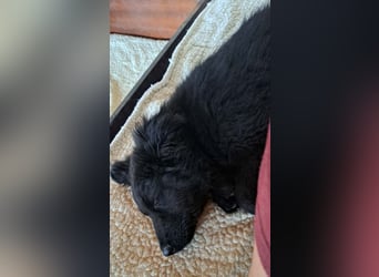 Kleiner Semir sucht seine Menschen