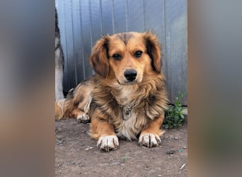 Kleiner Teddy (*07/2024 ) sucht seine Familie