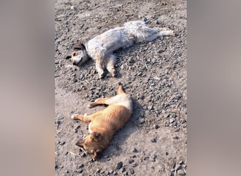 Kleiner Mango ( * 08/2025 ) sucht seine Familie